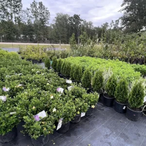 Shrubbery