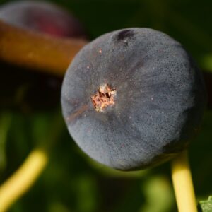 Fruiting Shrubs