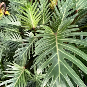 Plants