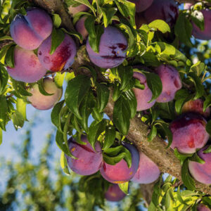 Plum