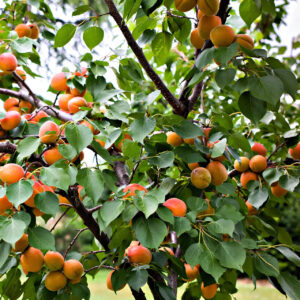 Apricot