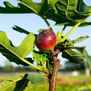 Fig