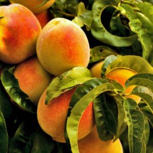 Peach