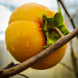 Persimmon