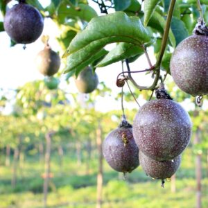 Fruit Vines