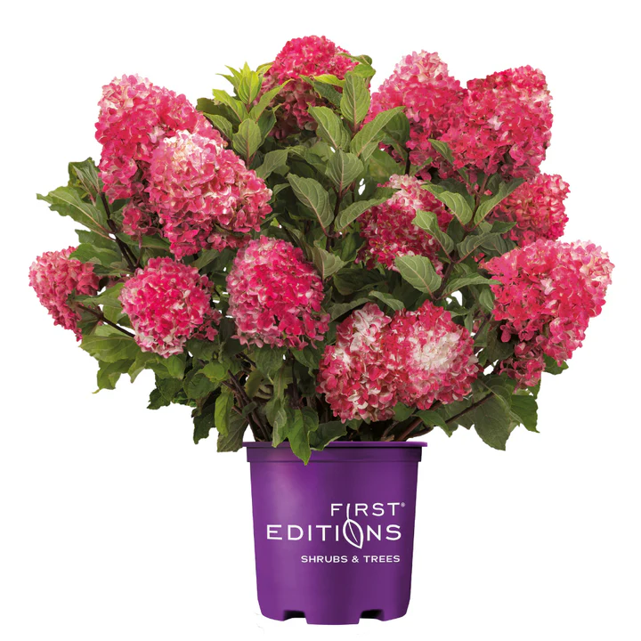 'Spring Sizzle' Hydrangea - Image 2