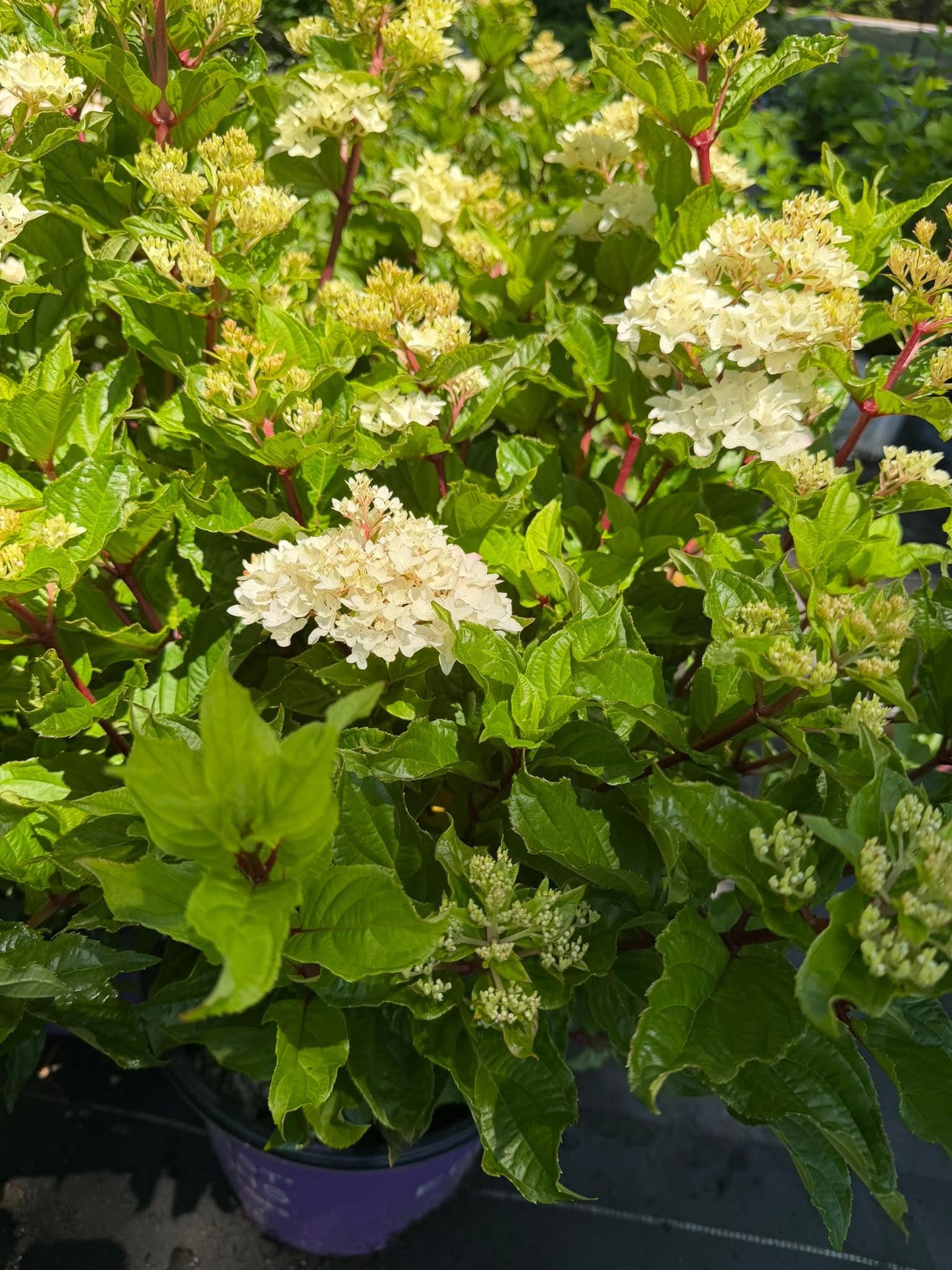 'Spring Sizzle' Hydrangea - Image 3