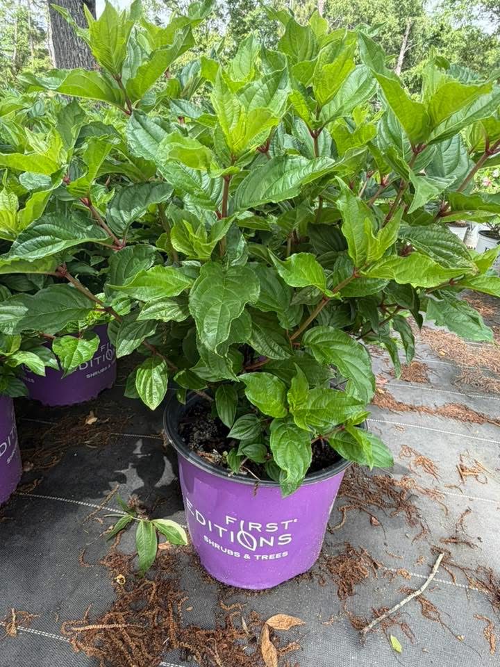 'Spring Sizzle' Hydrangea