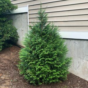 Evergreen Privacy Trees