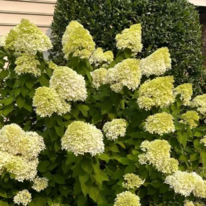 Sun Hydrangeas